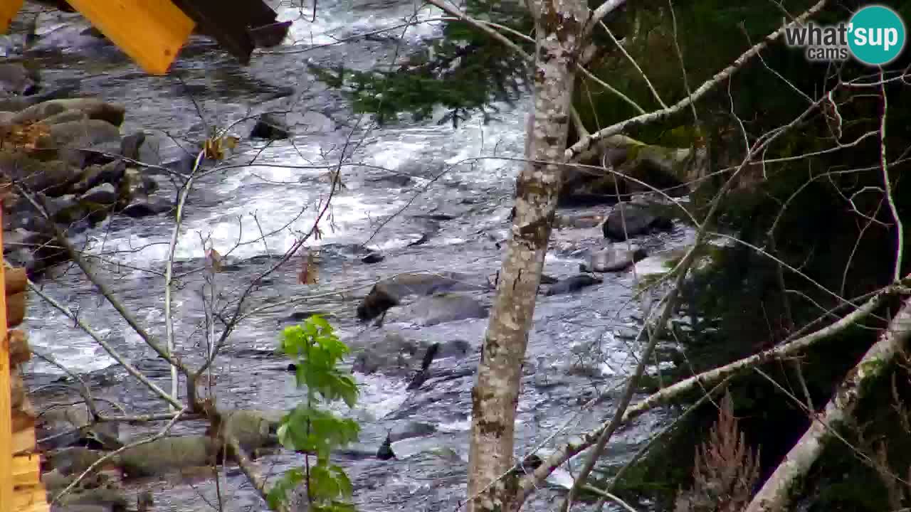 Web kamera Lukanja – Water Village | Pohorje Houses