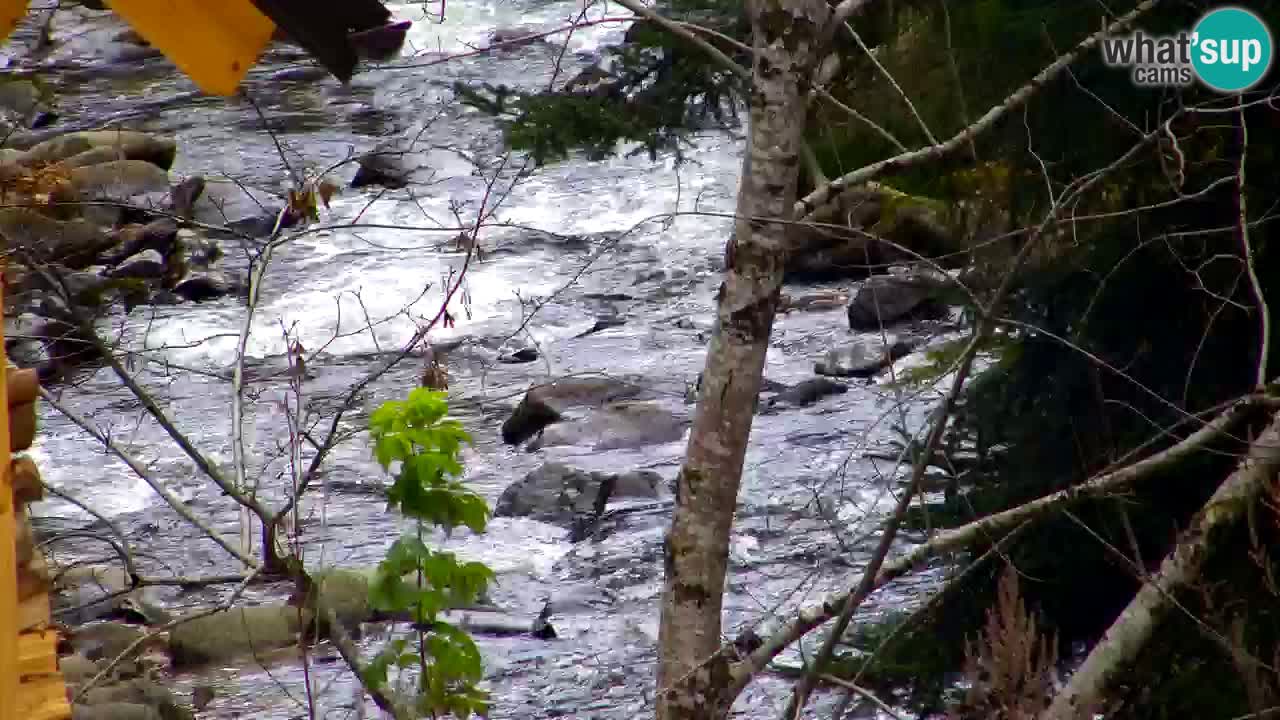 Webcam Lukanja – Water Village | Pohorje Houses