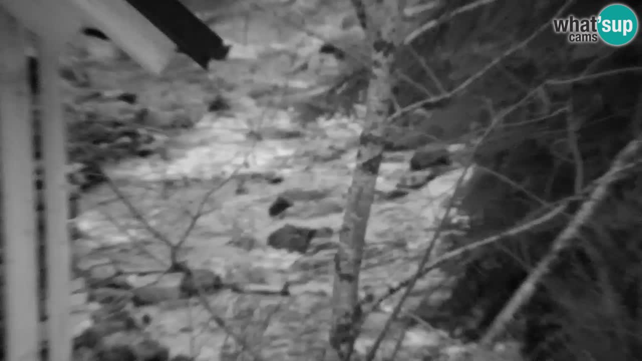 Webcam Lukanja – Water Village | Pohorje Houses