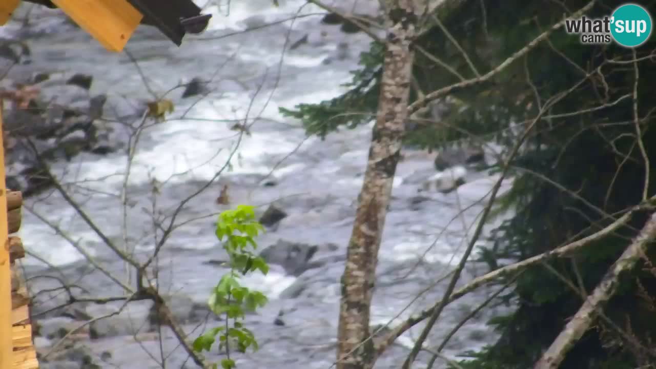 Spletna kamera Lukanja – Water Village | Pohorje Houses