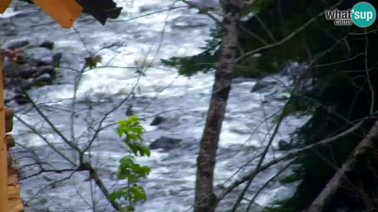 Webcam Lukanja – Water Village | Pohorje Houses