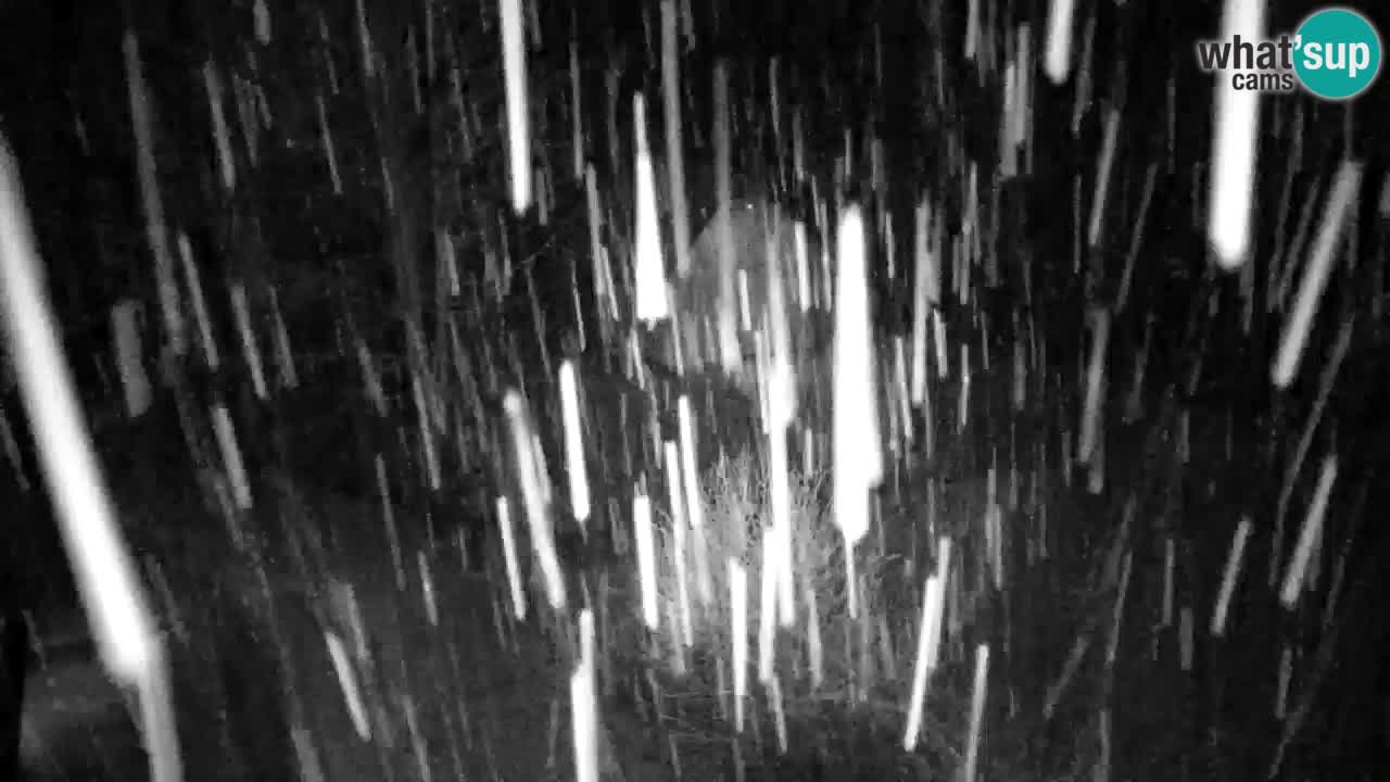 Spletna kamera Lukanja – Water Village | Pohorje Houses