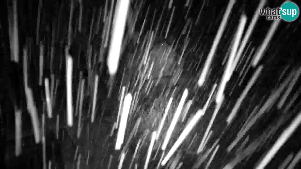 Webcam Lukanja – Water Village | Pohorje Houses