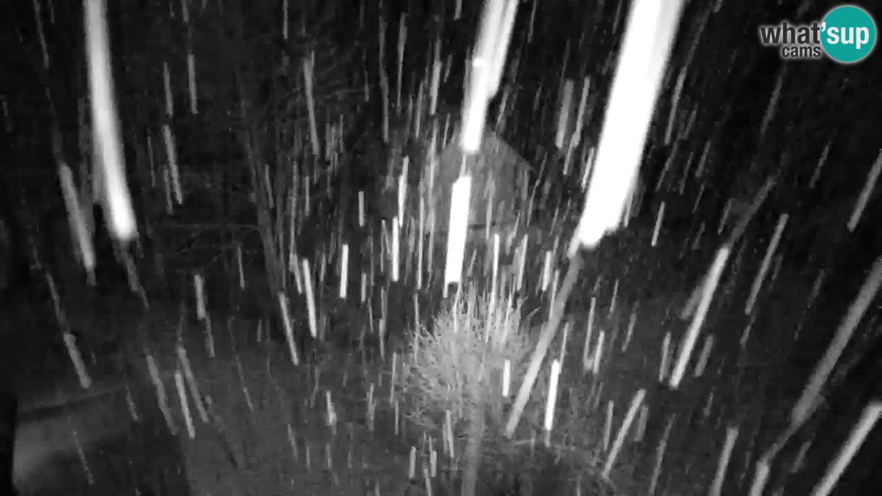 Webcam Lukanja – Water Village | Pohorje Houses