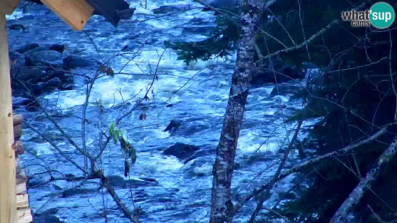 Web kamera Lukanja – Water Village | Pohorje Houses