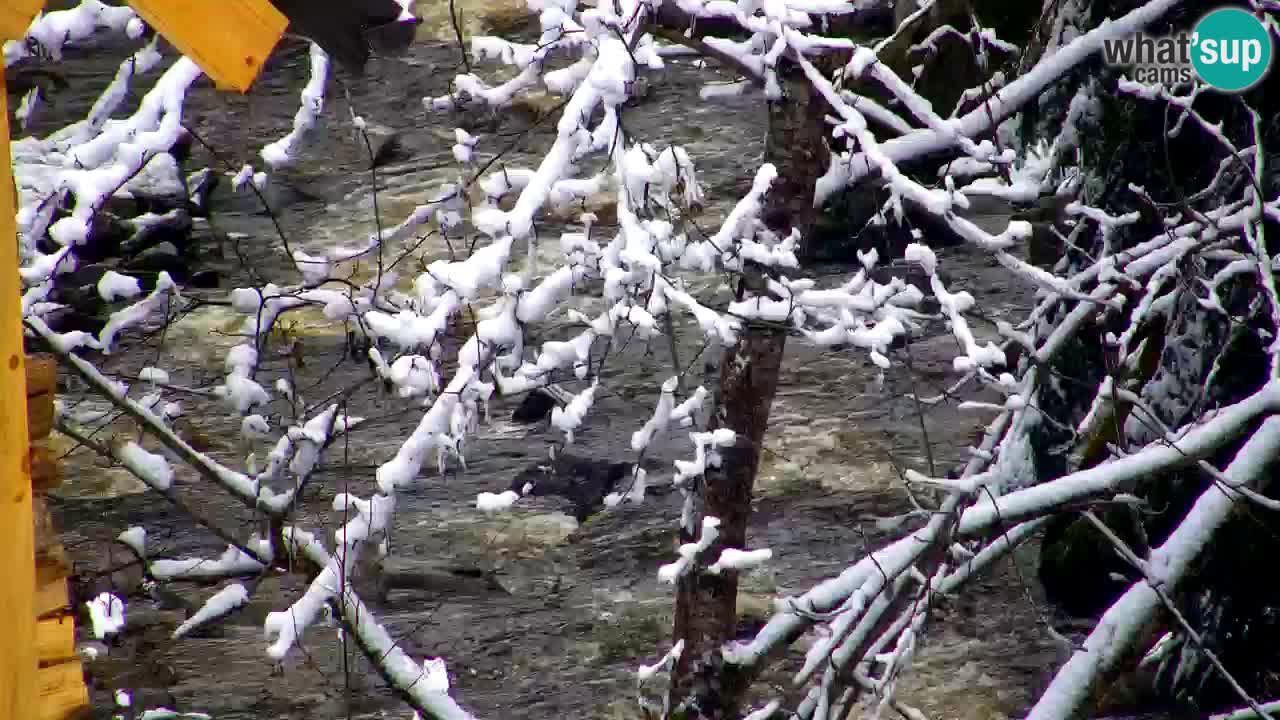 Webcam Lukanja – Water Village | Pohorje Houses