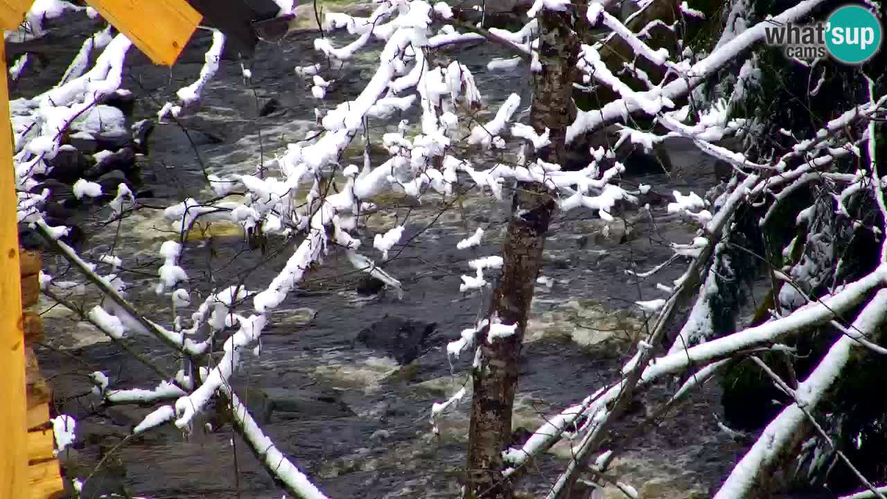 Webcam Lukanja – Water Village | Pohorje Houses