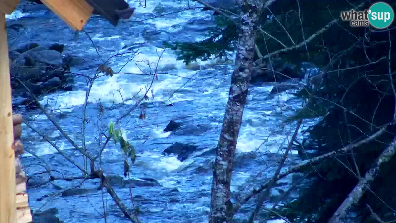 Web kamera Lukanja – Water Village | Pohorje Houses