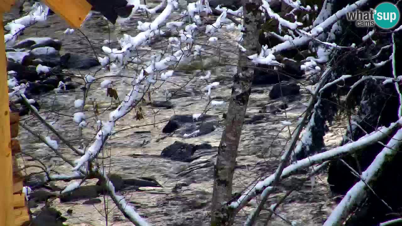 Webcam Lukanja – Water Village | Pohorje Houses