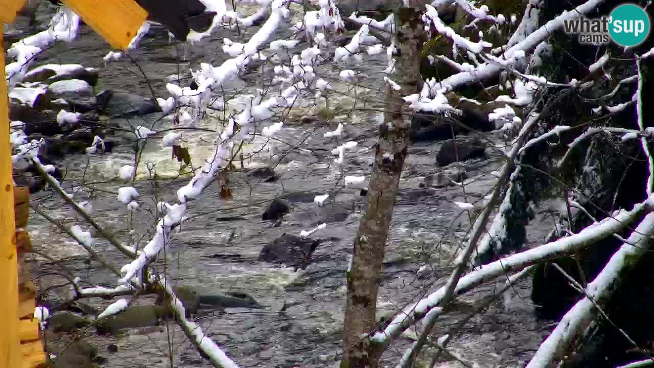 Spletna kamera Lukanja – Water Village | Pohorje Houses