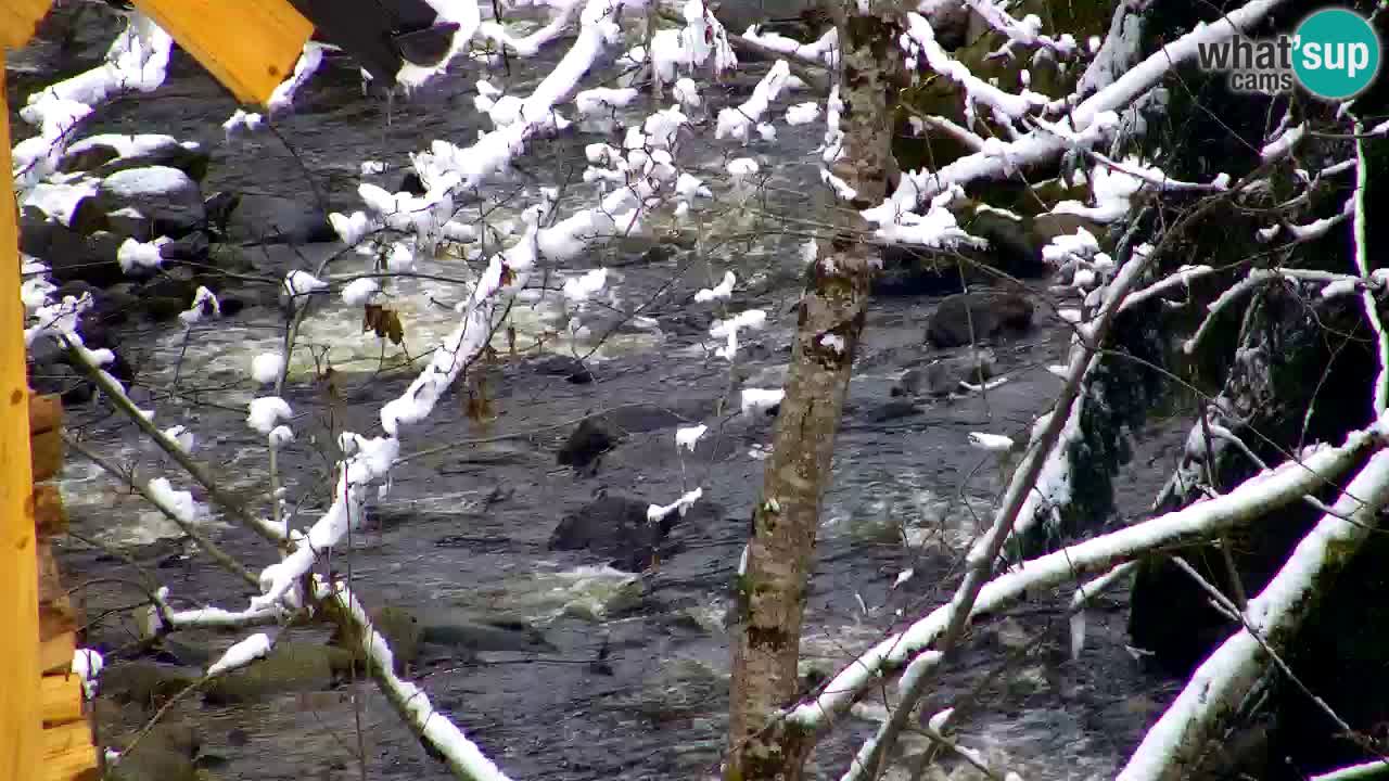 Webcam Lukanja – Water Village | Pohorje Houses