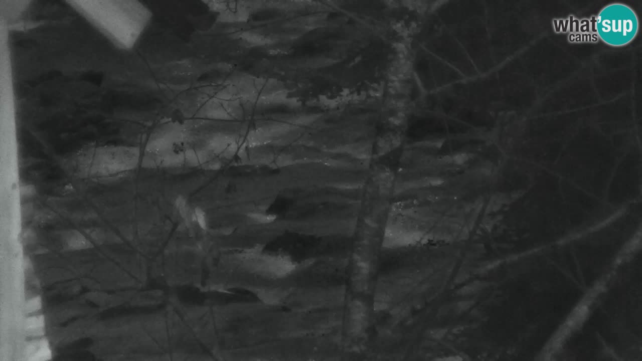 Webcam Lukanja – Water Village | Pohorje Houses