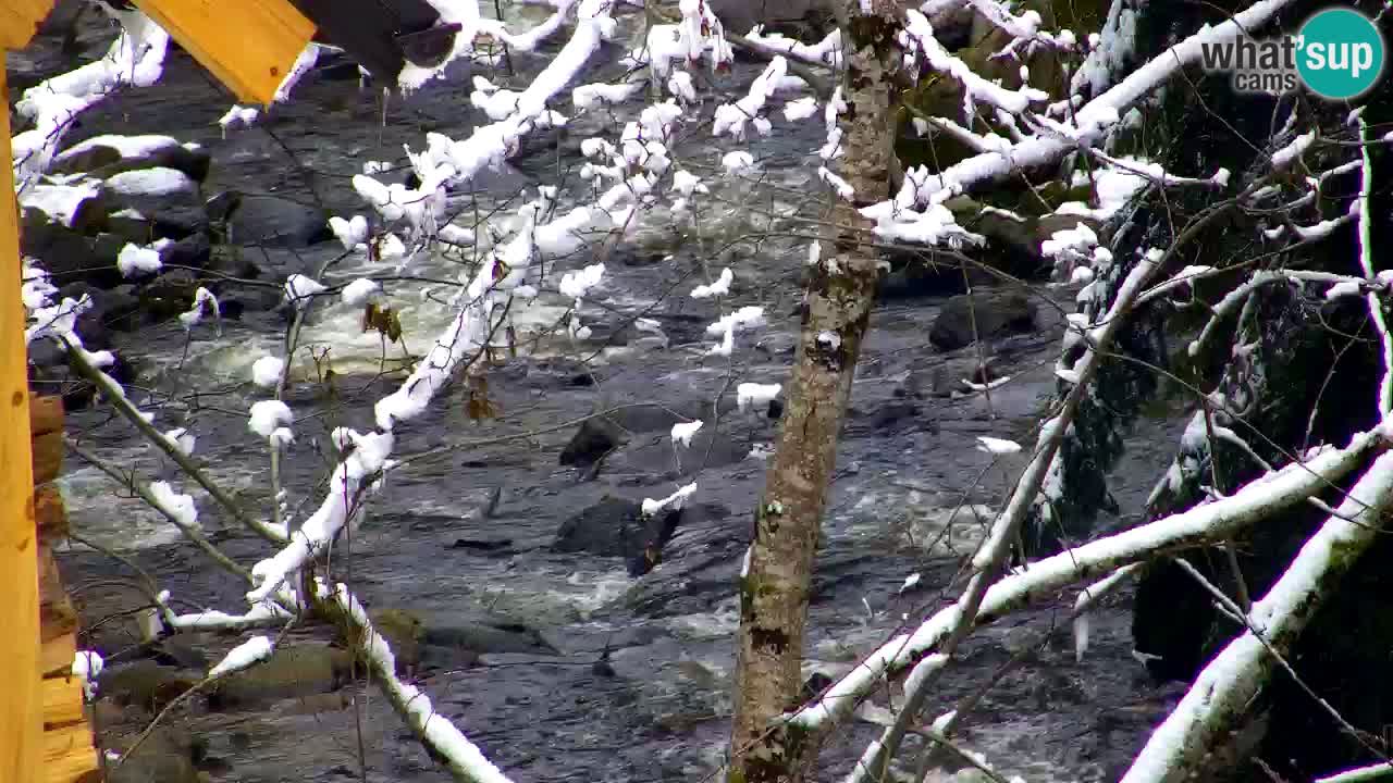 Webcam Lukanja – Water Village | Pohorje Houses