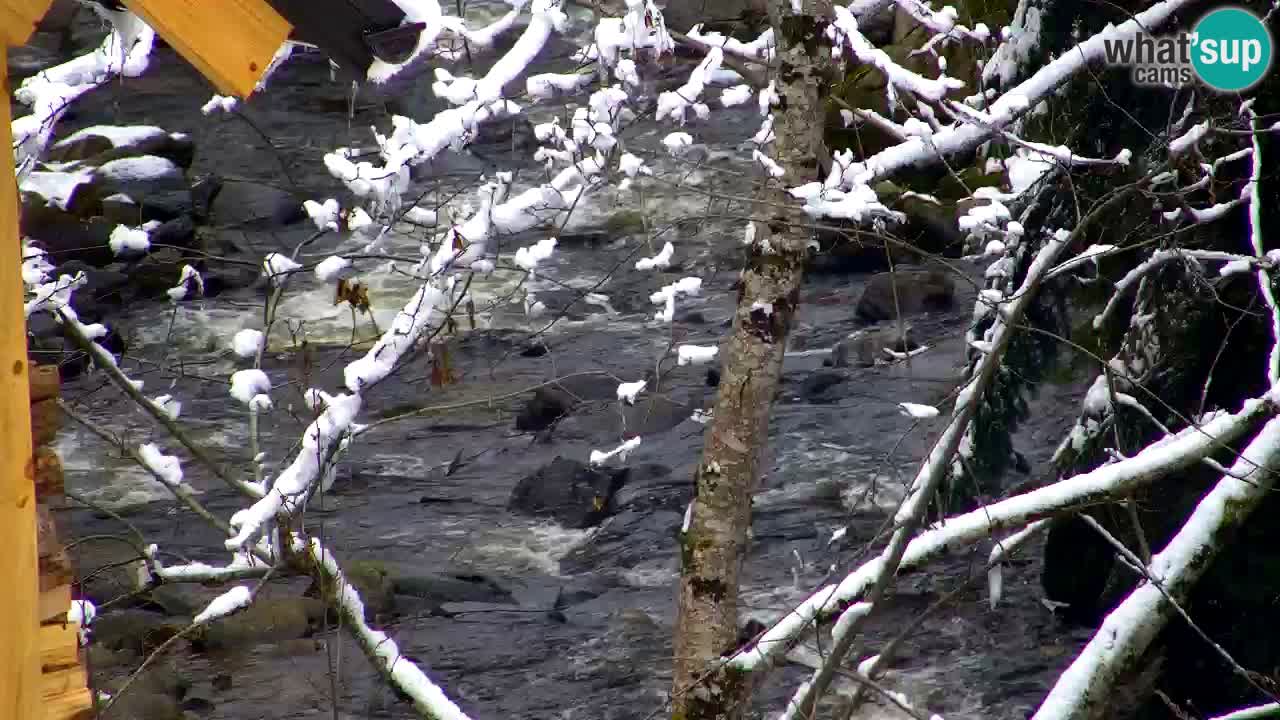 Webcam Lukanja – Water Village | Pohorje Houses