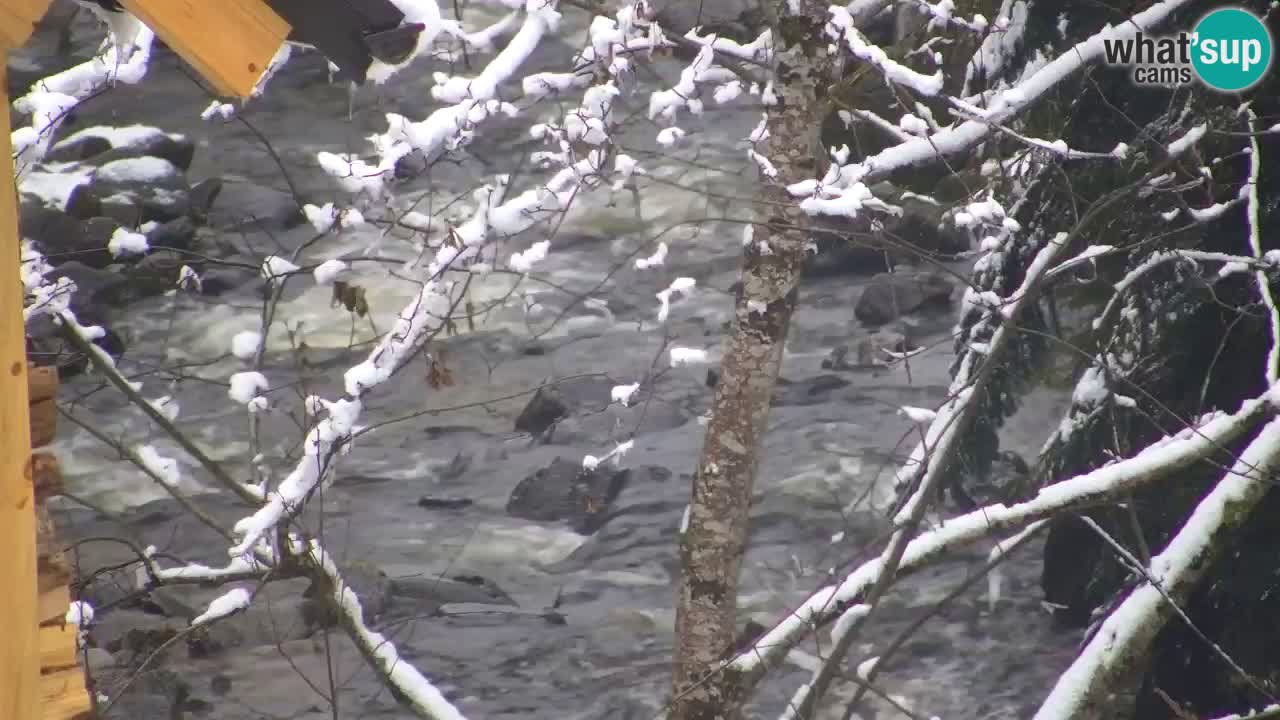 Spletna kamera Lukanja – Water Village | Pohorje Houses