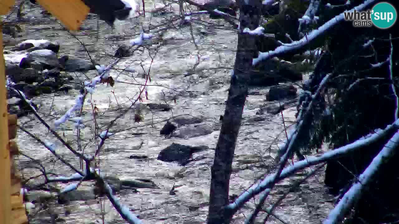 Webcam Lukanja – Water Village | Pohorje Houses