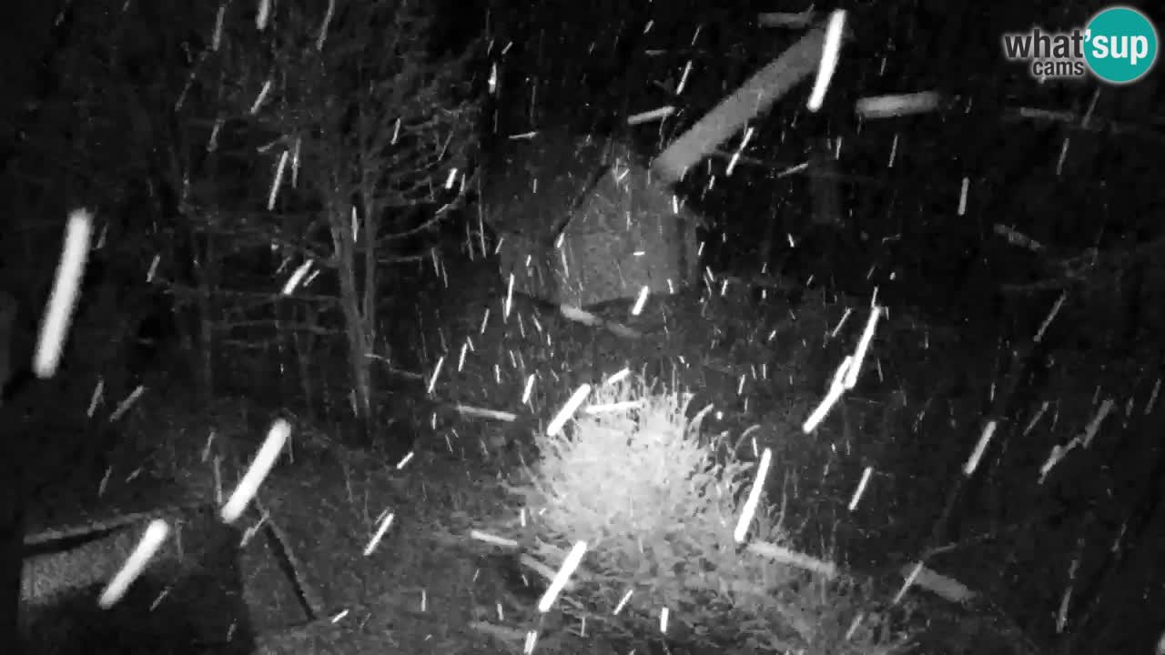 Spletna kamera Lukanja – Water Village | Pohorje Houses