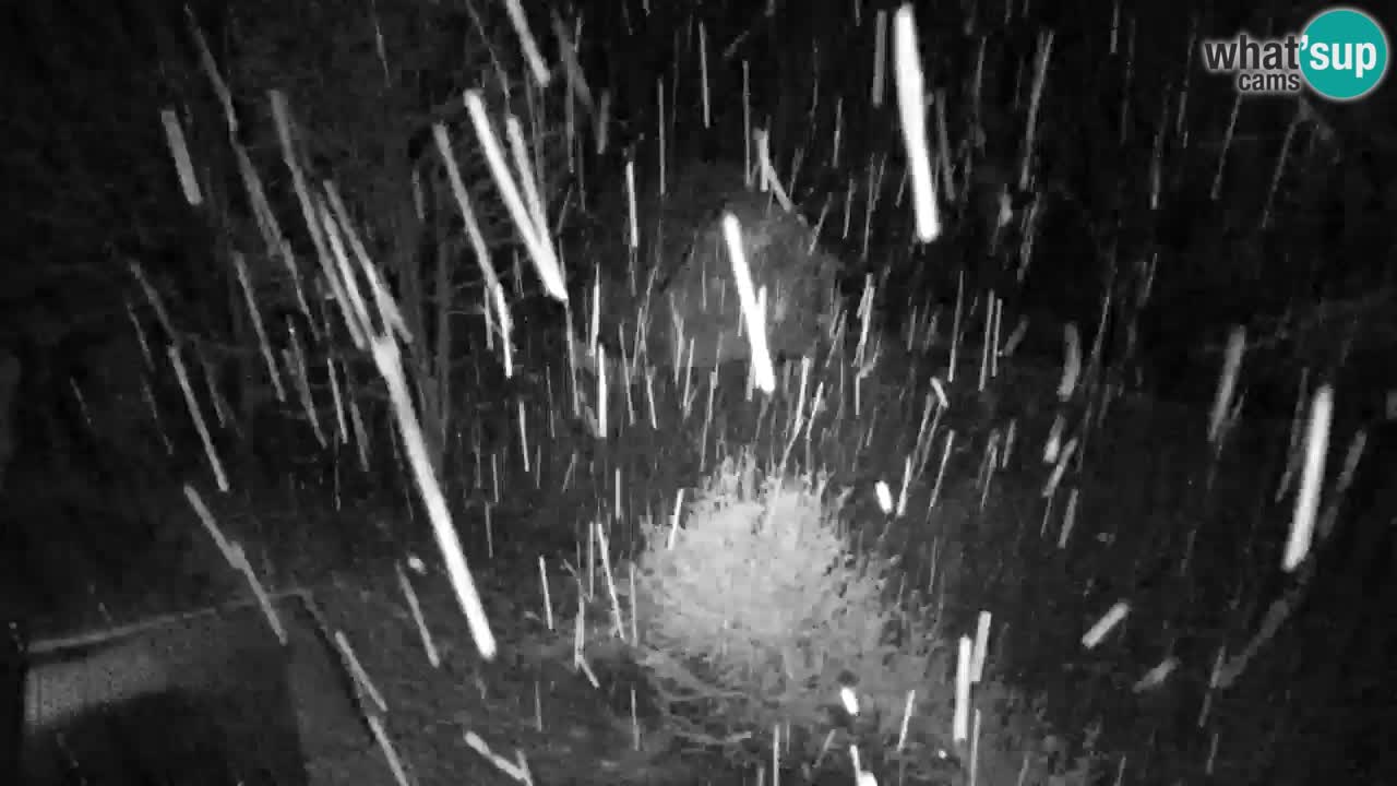 Webcam Lukanja – Water Village | Pohorje Houses