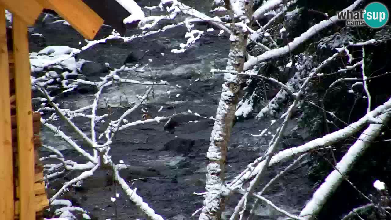 Webcam Lukanja – Water Village | Pohorje Houses