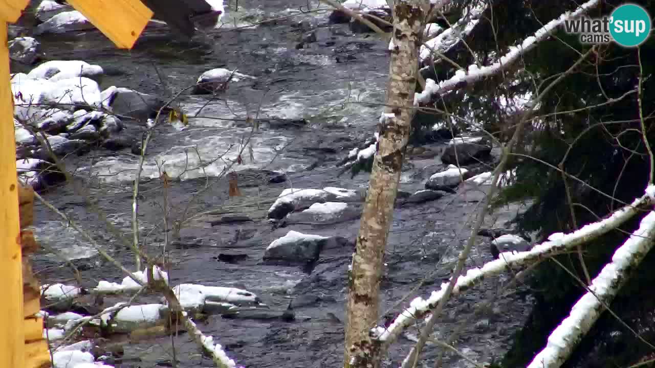 Web kamera Lukanja – Water Village | Pohorje Houses