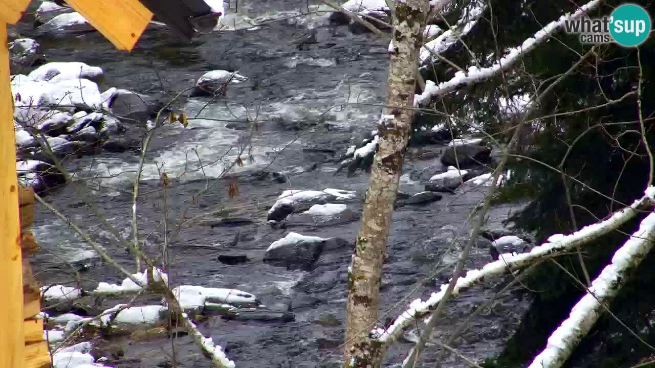 Webcam Lukanja – Water Village | Pohorje Houses