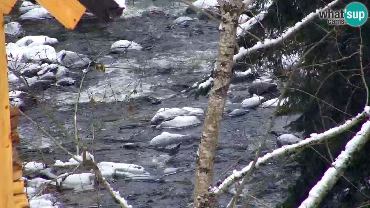 Webcam Lukanja – Pohorje houses a Water village