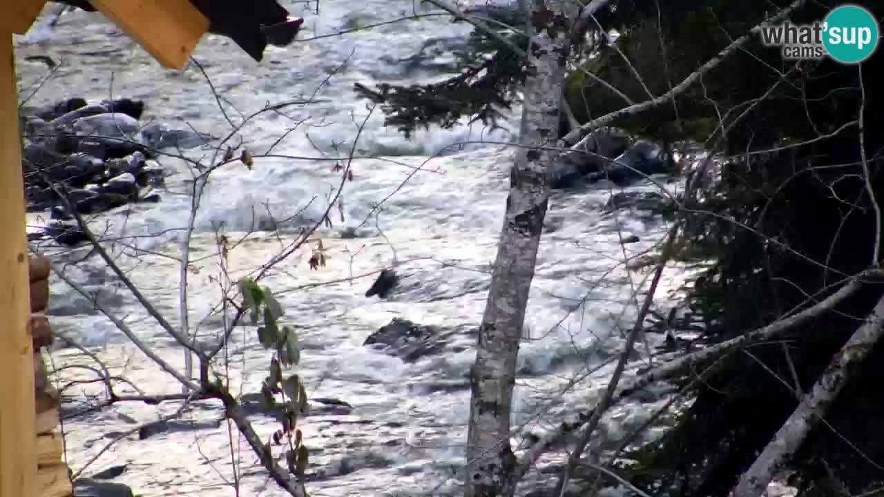 Spletna kamera Lukanja – Water Village | Pohorje Houses