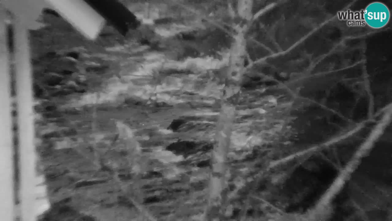 Webcam Lukanja – Pohorje houses a Water village