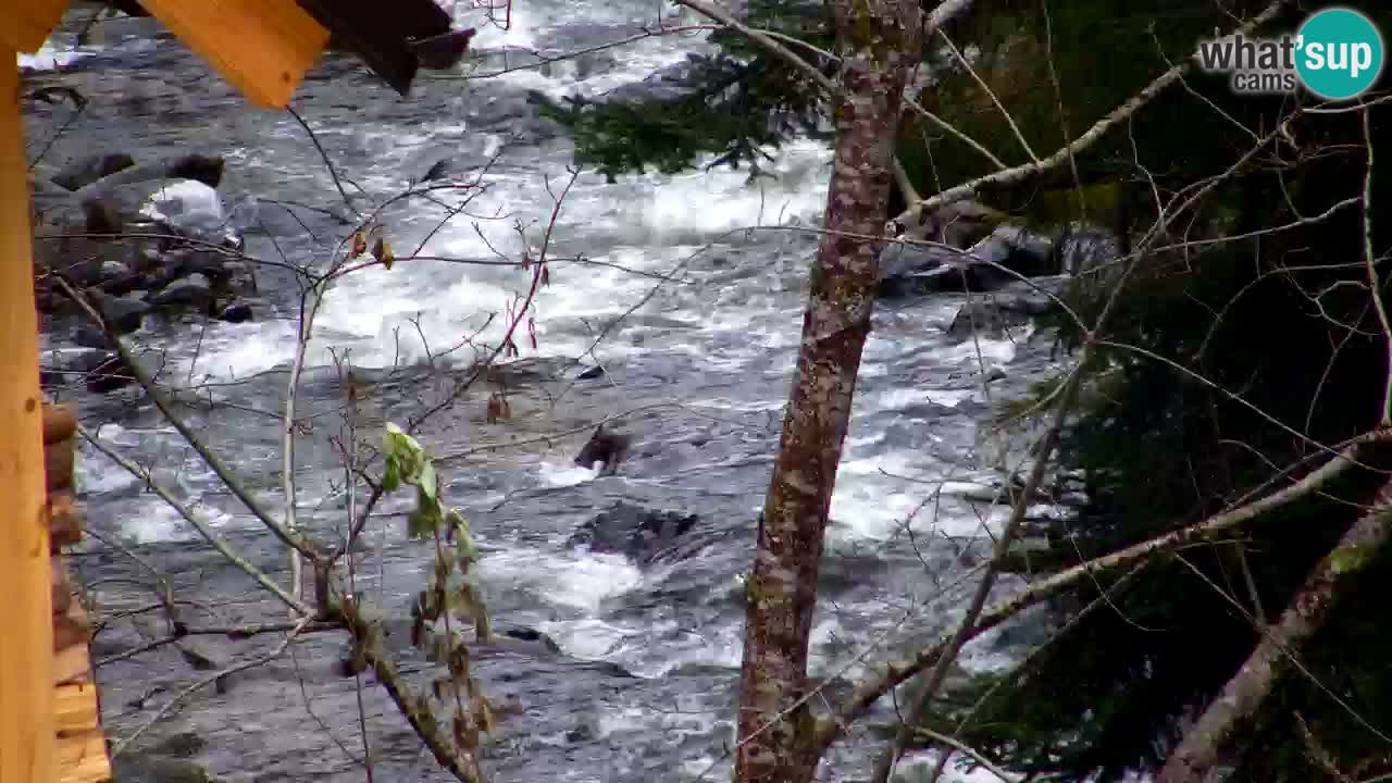 Webcam Lukanja – Water Village | Pohorje Houses