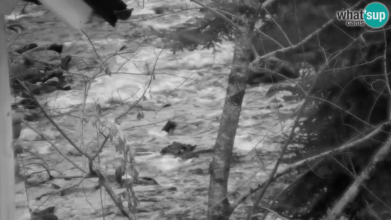 Webcam Lukanja – Water Village | Pohorje Houses