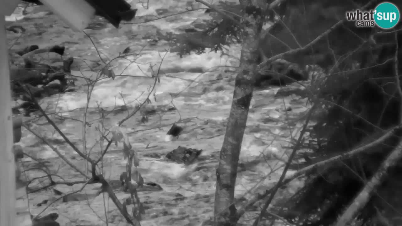 Web kamera Lukanja – Water Village | Pohorje Houses