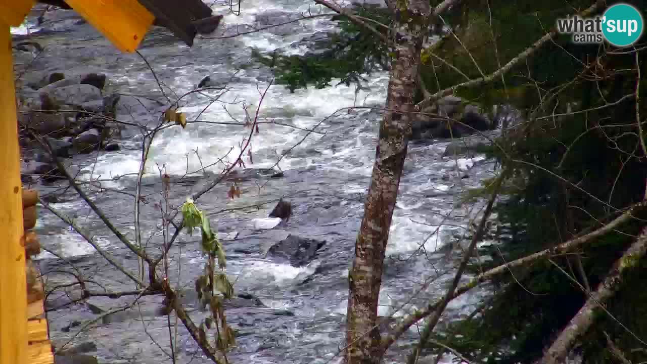 Webcam Lukanja – Water Village | Pohorje Houses