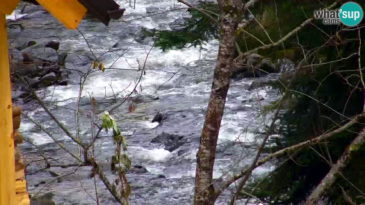 Webcam Lukanja – Water Village | Pohorje Houses