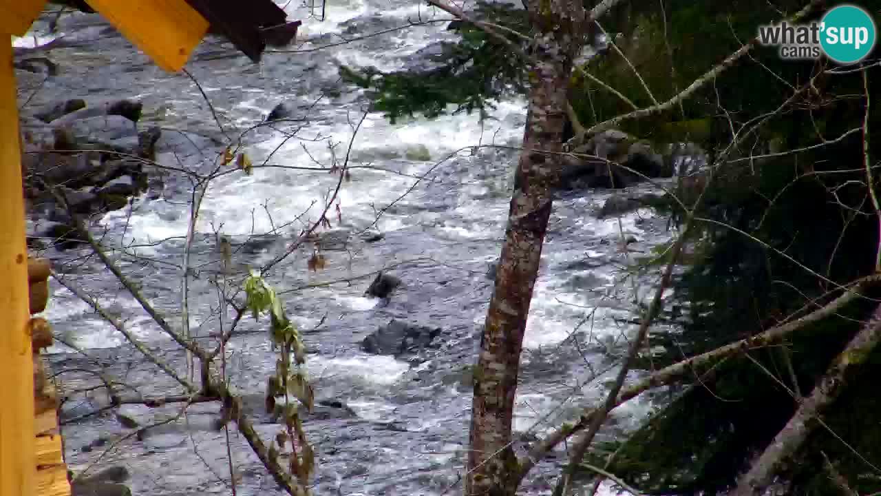 Webcam Lukanja – Water Village | Pohorje Houses