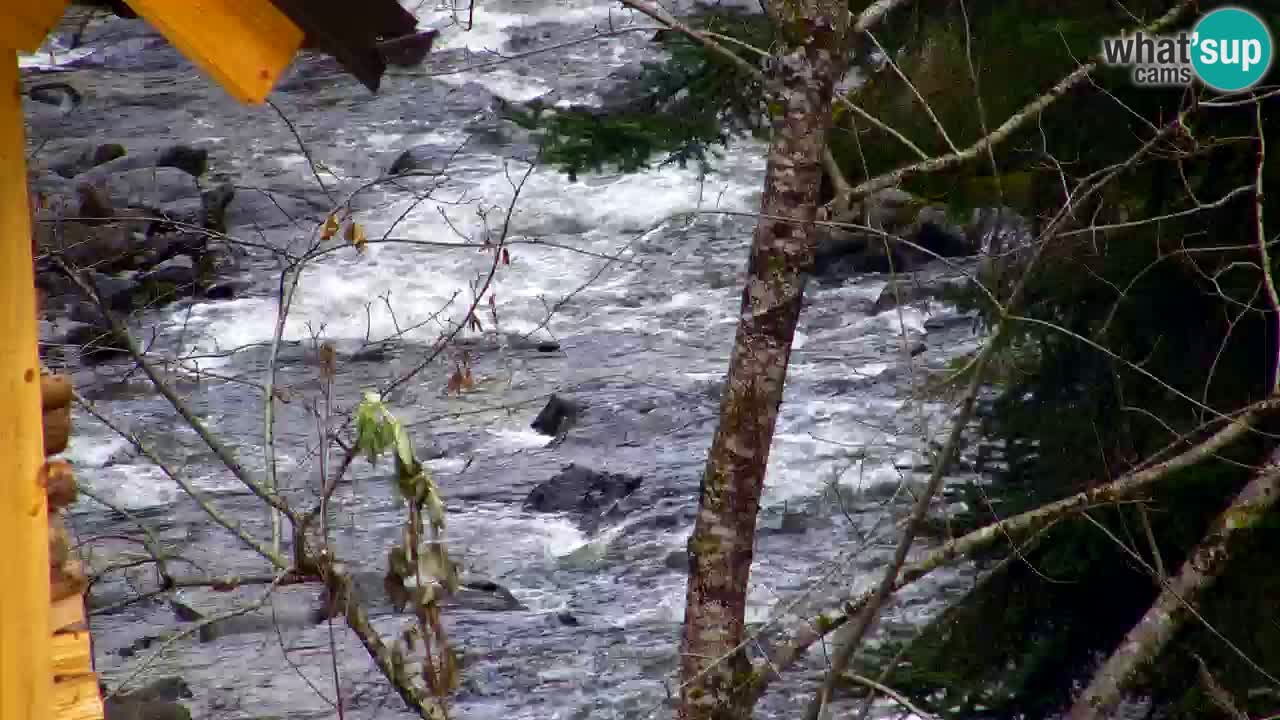 Web kamera Lukanja – Water Village | Pohorje Houses