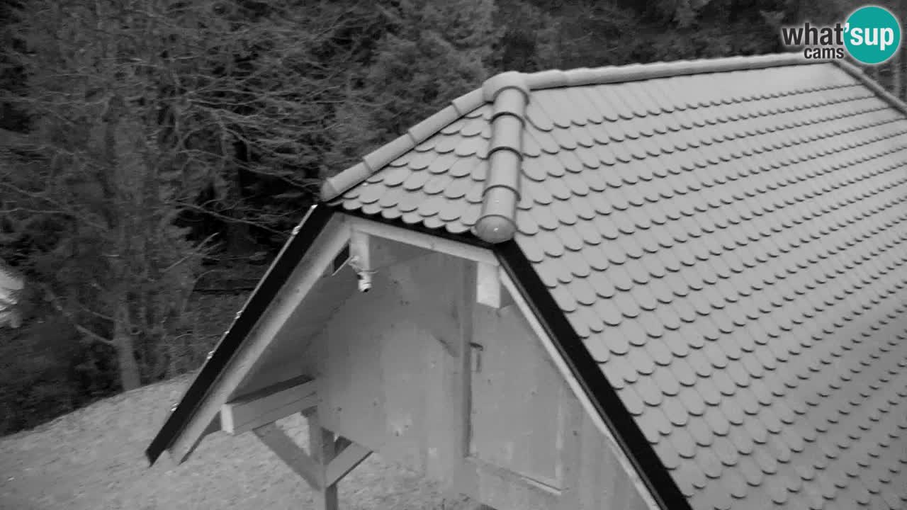 Spletna kamera Lukanja – Water Village | Pohorje Houses