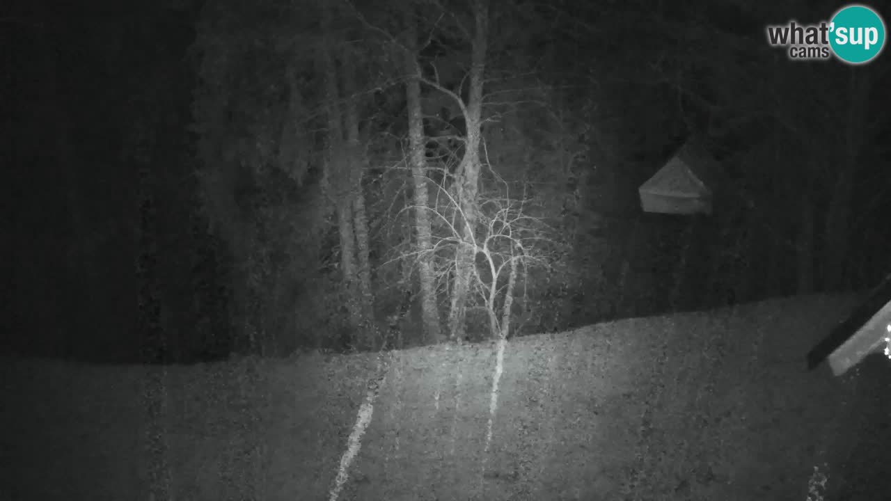 Spletna kamera Lukanja – Water Village | Pohorje Houses