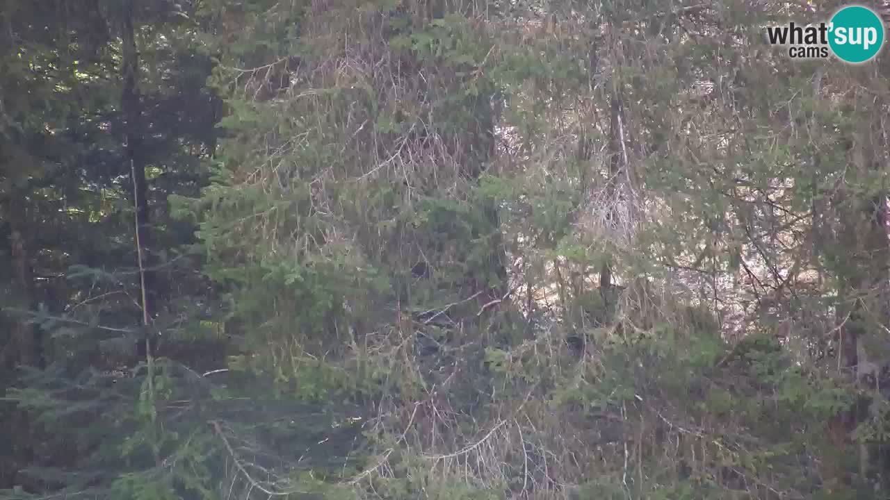 Spletna kamera Lukanja – Water Village | Pohorje Houses