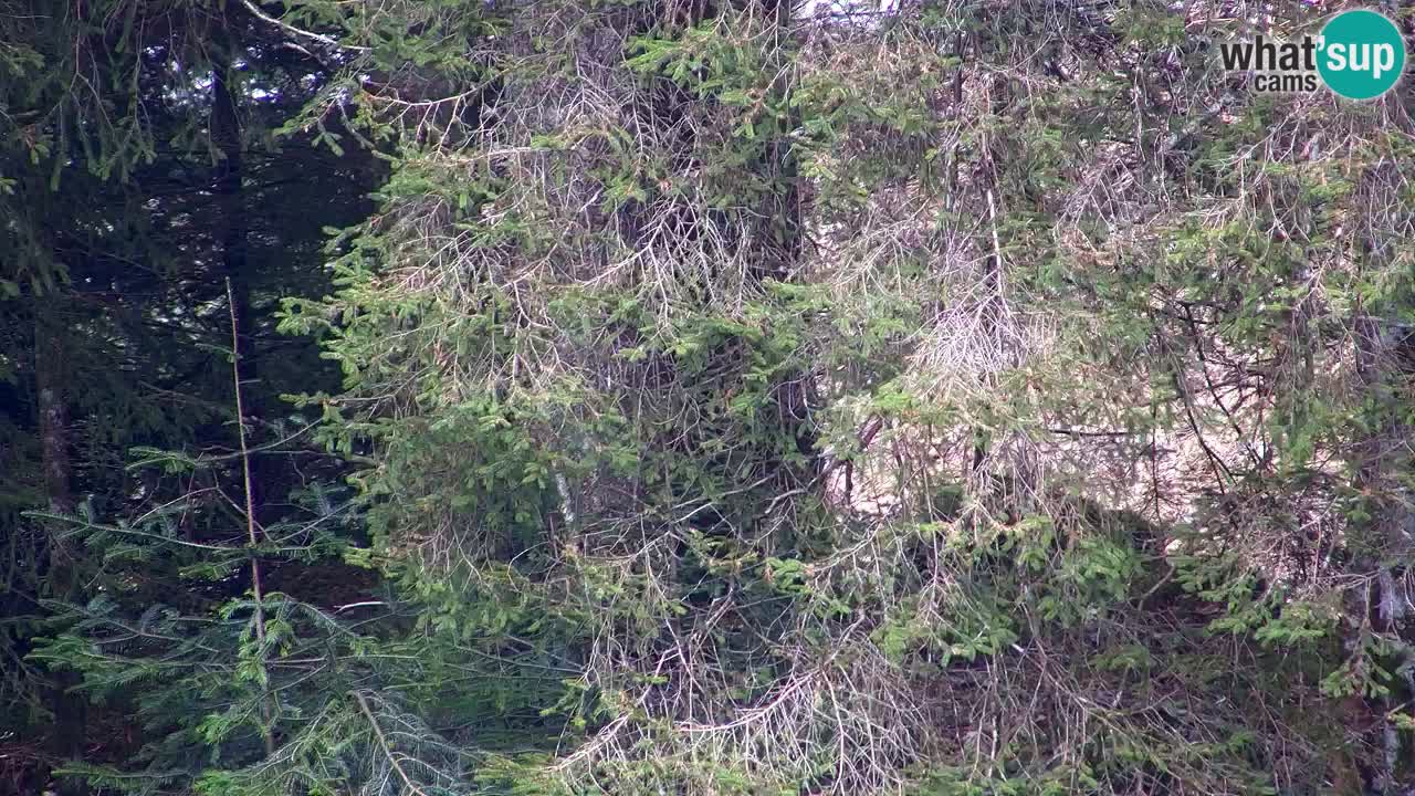 Webcam Lukanja – Water Village | Pohorje Houses