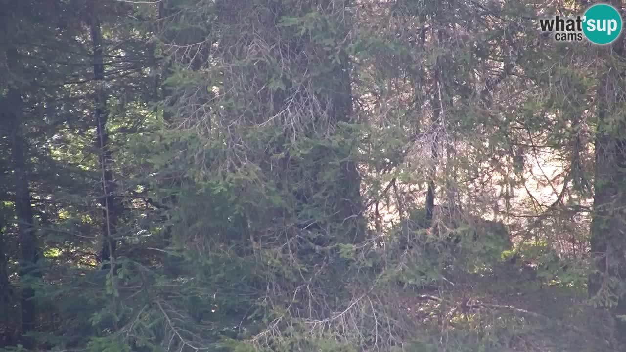 Webcam Lukanja – Pohorje houses a Water village