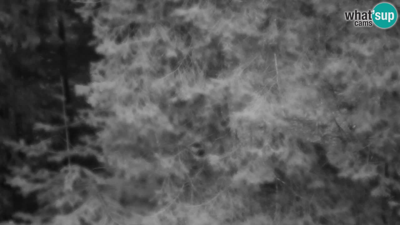 Spletna kamera Lukanja – Water Village | Pohorje Houses