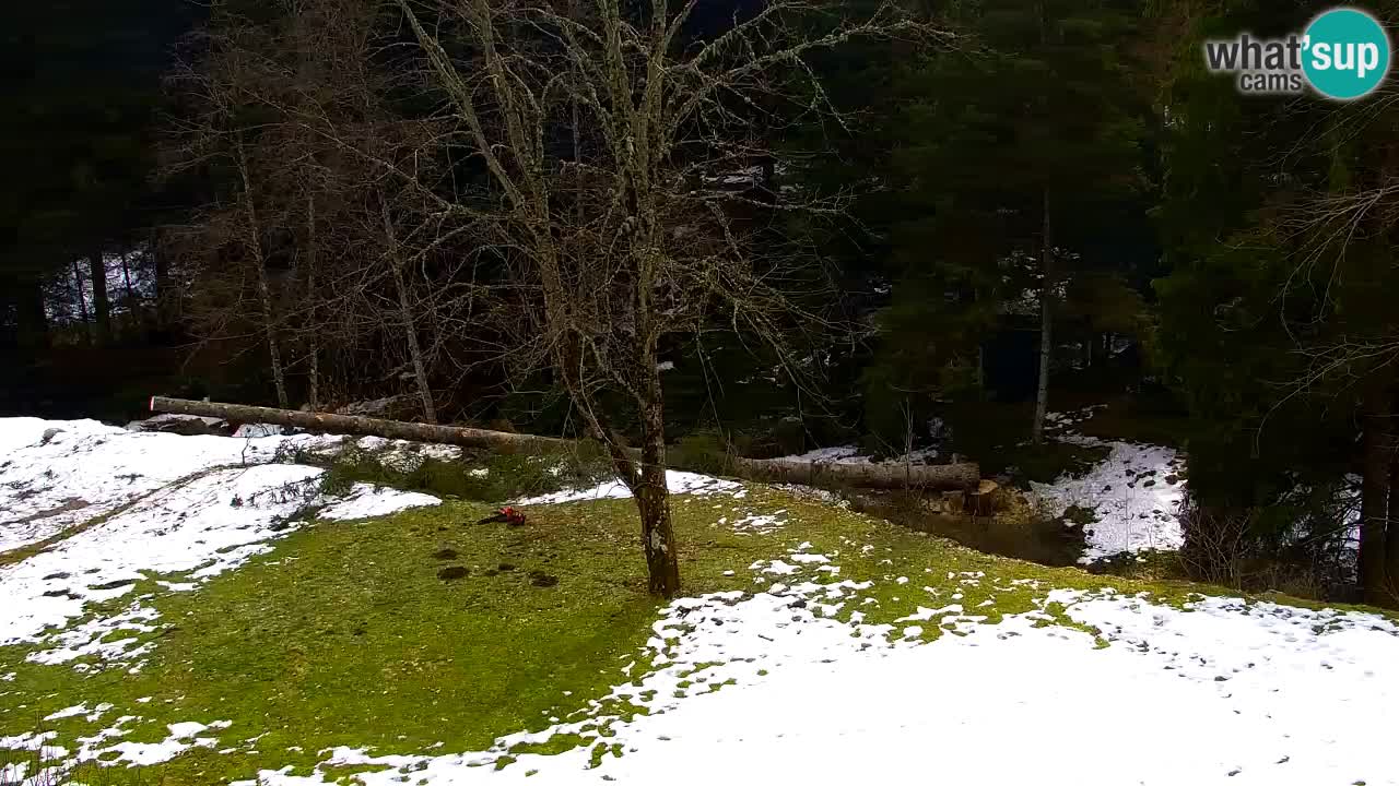 Webcam Lukanja – Water Village | Pohorje Houses