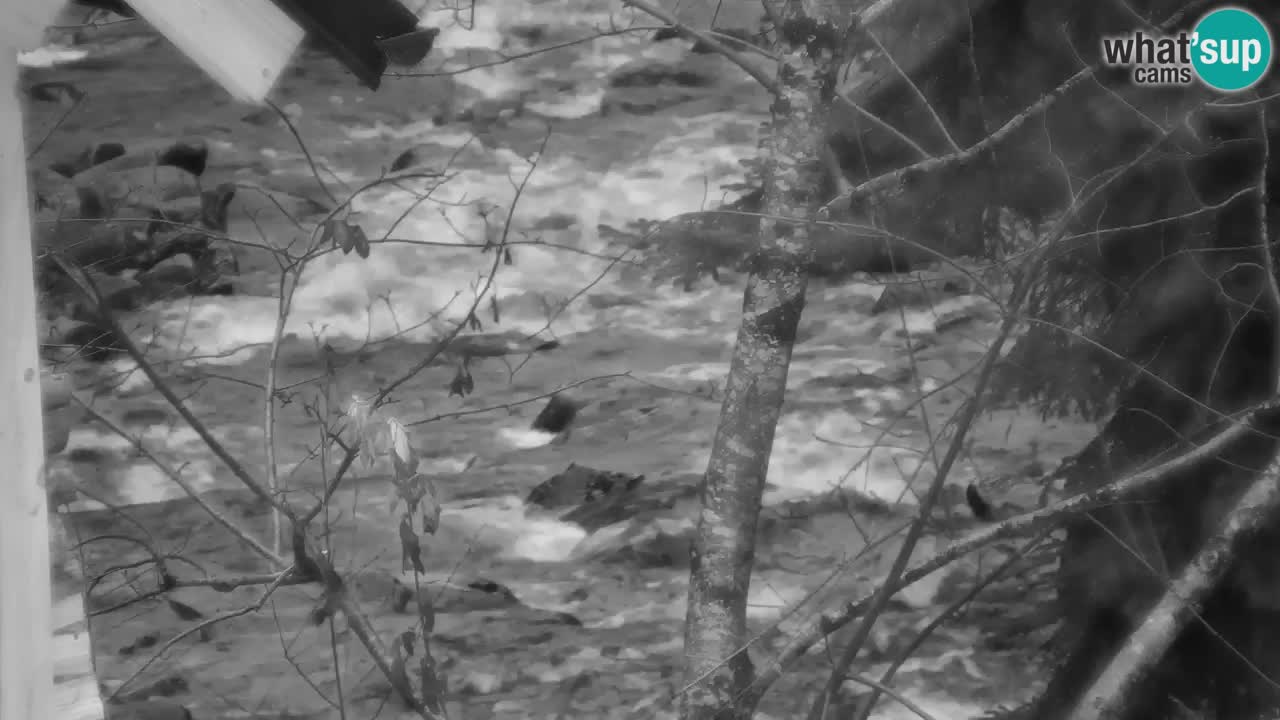 Spletna kamera Lukanja – Water Village | Pohorje Houses