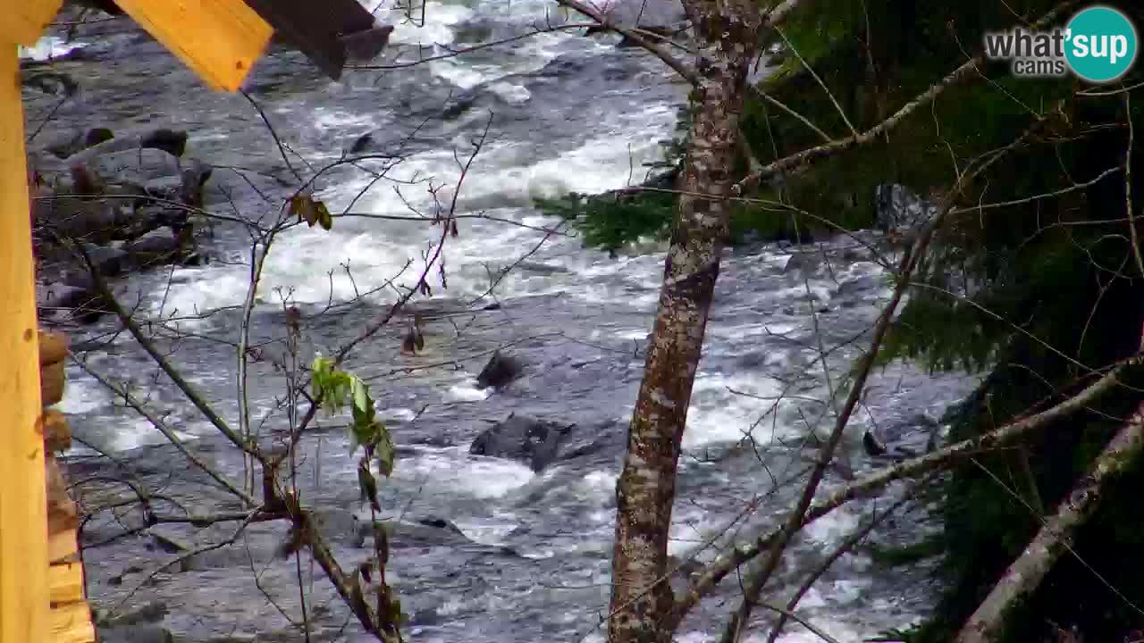 Web kamera Lukanja – Water Village | Pohorje Houses