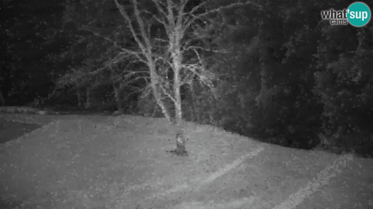 Webcam Lukanja – Pohorje houses a Water village