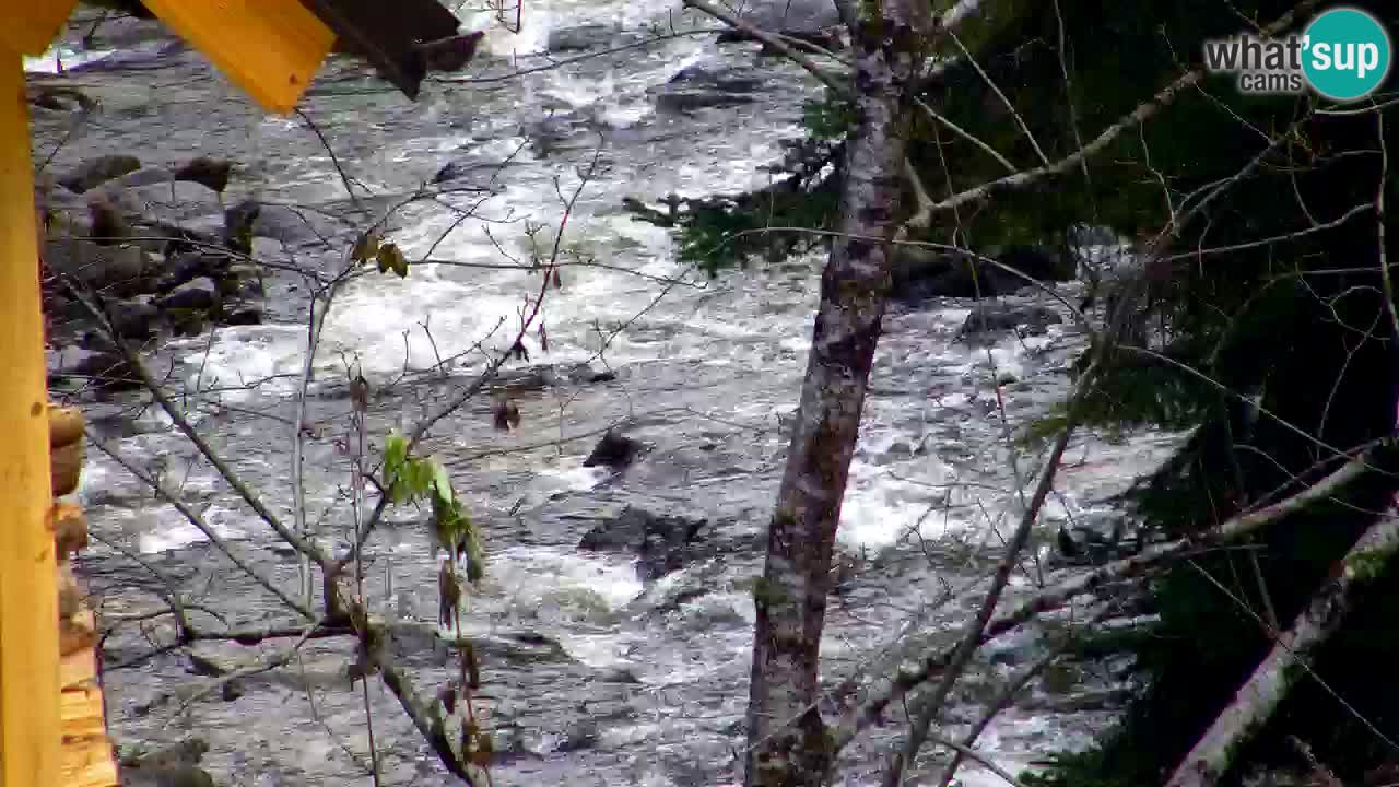 Webcam Lukanja – Pohorje houses a Water village