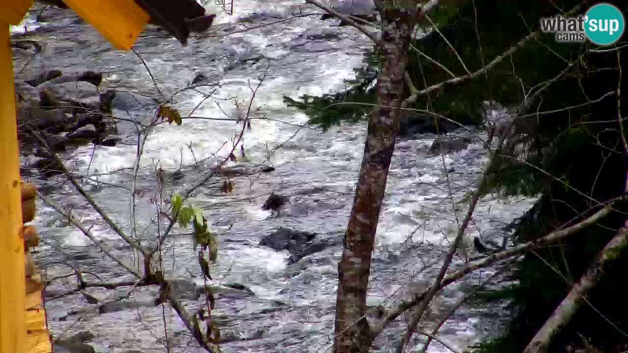 Webcam Lukanja – Pohorje houses a Water village