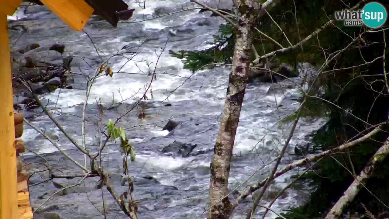 Webcam Lukanja – Water Village | Pohorje Houses