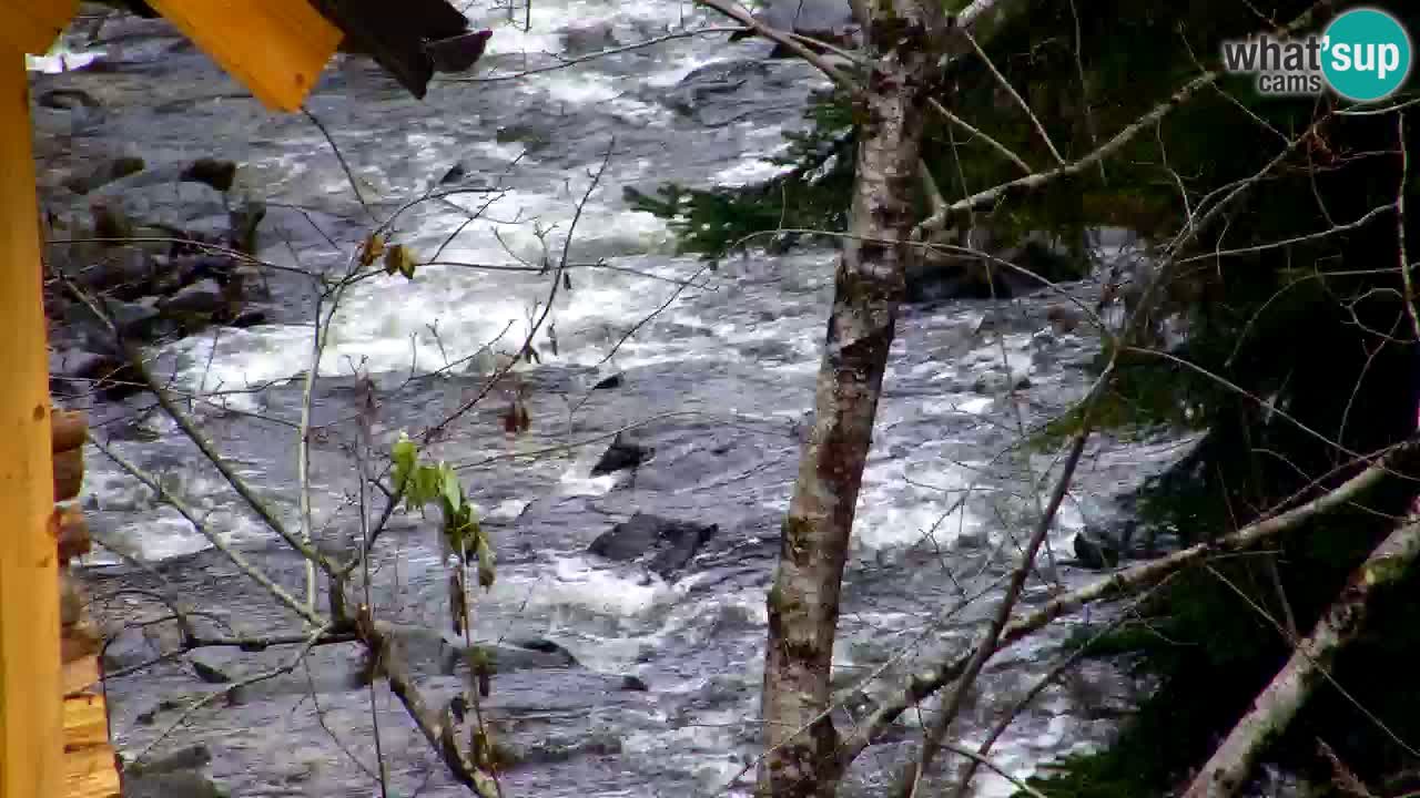 Webcam Lukanja – Water Village | Pohorje Houses