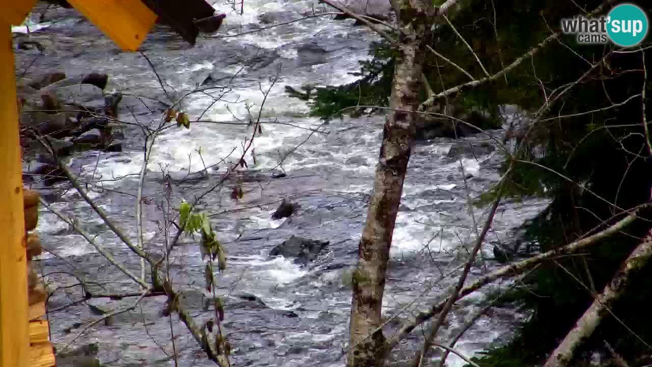 Web kamera Lukanja – Water Village | Pohorje Houses